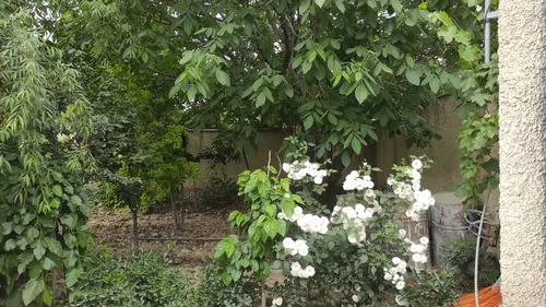 تصویر 22 - ویلا استخردار آبگرم و جکوزی مسیحا در سهیلیه