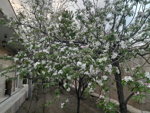 تصویر 16 - ویلا استخردار آبسرد بهزادی با فوتبالدستی در ملارد