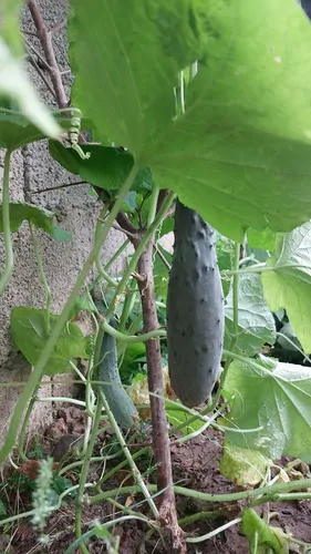 تصویر 19 - ویلا مازیار در فومن