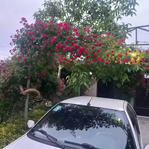 تصویر 18 - ویلا گل سرخ در  پره‌سر