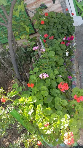 تصویر 15 - خانه ویلایی گل لاله در گرگان