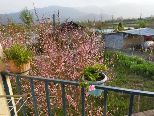 تصویر 4 - ویلا ویلای آرامش در رودسر