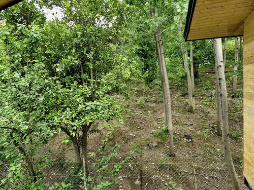 تصویر 16 - کلبه چوبی یادگار پدر در ماسال