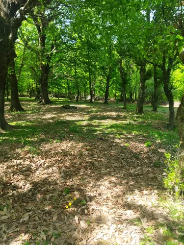 تصویر 16 - ویلا سردار جنگل (تک خواب) در ماسال