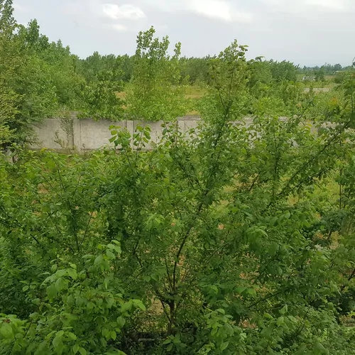 تصویر 25 - ویلا محجوب در  سنگر