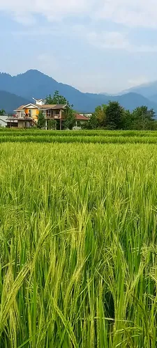 تصویر 25 - ویلا چوبی کوتوم در ماسال
