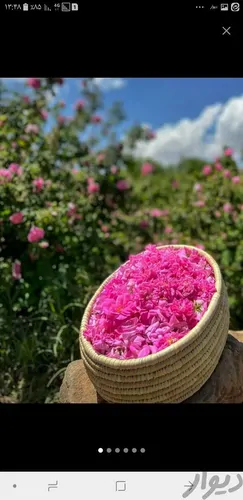 تصویر 3 - کلبه باغ روشنا در تفت