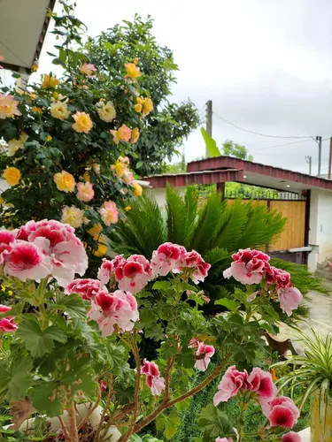 تصویر 2 - ویلا سیکاس در رامسر