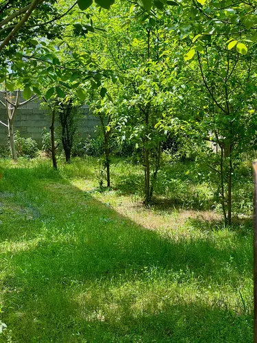 تصویر 12 - کلبه شیشه ای باغ گردو در ماسال