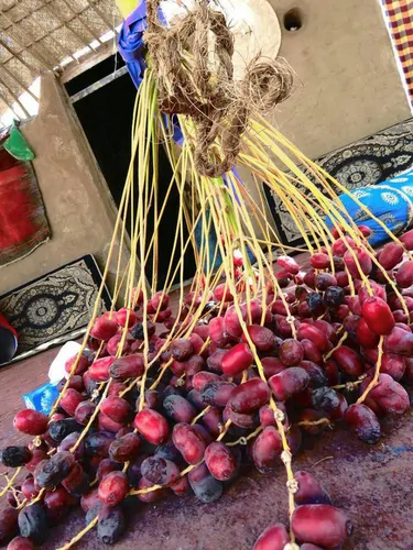 تصویر 13 - اقامتگاه بوم‌گردی سمیر آمیز(اتاق1) در  فهرج