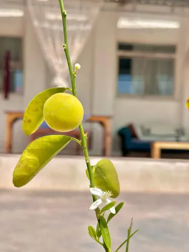 تصویر 10 - خانه نور و نمک (اتاق 1) در هرمز