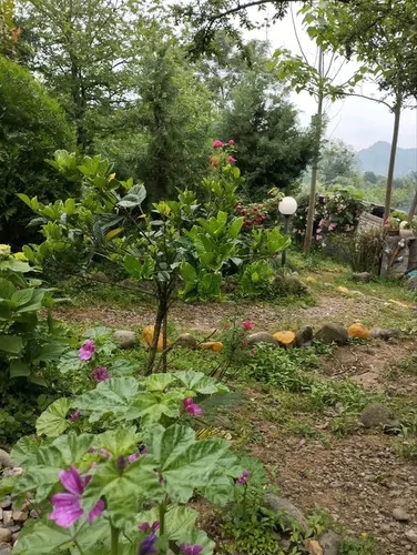 تصویر 14 - ویلا جنگلی شقایق با ویوی عالی در لنگرود