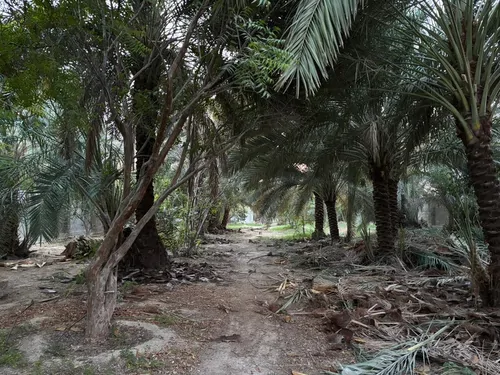 تصویر 11 - اقامتگاه بومگردی نخیل (آزاد) با صبحانه رایگان در پارسیان