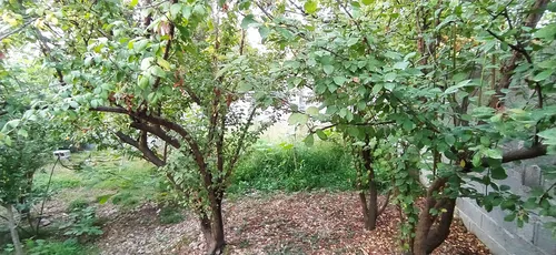 تصویر 19 - ویلا شکوفه با فوتبال دستی در  رشت