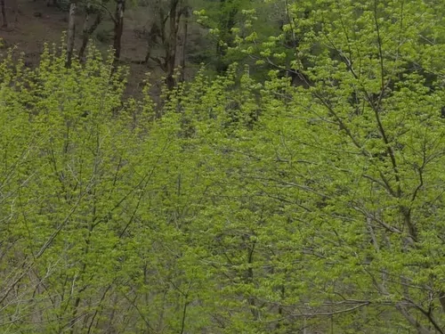تصویر 16 - ویلا جنگلی شفت در  رشت